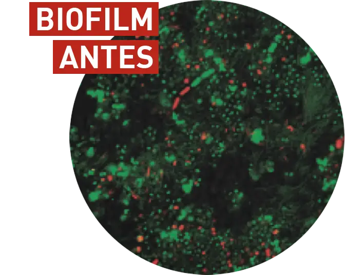 biofilm